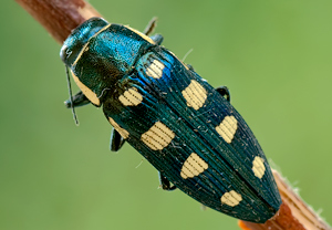 Achtpunktiger Kiefernprachtkäfer (Buprestis octoguttata) – Foto 2