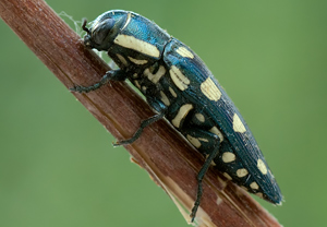 Achtpunktiger Kiefernprachtkäfer (Buprestis octoguttata) – Foto 3