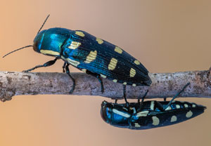 Achtpunktiger Kiefernprachtkäfer (Buprestis octoguttata), 11.07.2023, Baska