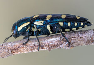 Achtpunktiger Kiefernprachtkäfer (Buprestis octoguttata), 09.07.2023, Baska