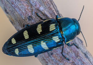 Achtpunktiger Kiefernprachtkäfer (Buprestis octoguttata), 09.07.2023, Baska