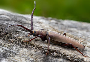 Körnerbock (Aegosoma scabricorne), 29.07.2025, Petronell-Carnuntum