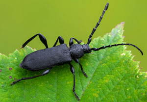 Großer Ahornbock (Ropalopus clavipes), 28.07.2025, Petronell-Carnuntum