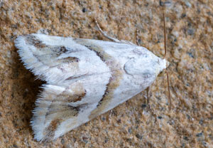 Eublemma candidana, 20.08.2025, Baska