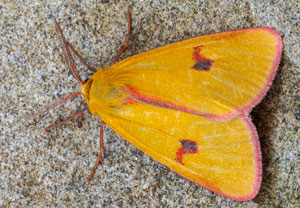 Rotrandbär (Diacrisia sannio), 19.08.2025, Baska