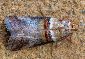 Acrobasis tumidana, 19.08.2025, Baska