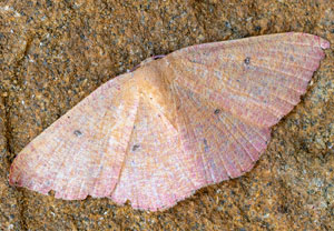 Wandernder Gürtelpuppenspanner (Cyclophora puppillaria), 17.08.2025, Baska