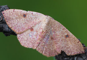Wandernder Gürtelpuppenspanner (Cyclophora puppillaria), 15.08.2025, Baska