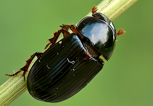 Rotfüßiger Dungkäfer (Aphodius rufipes) &ndash; Foto 2