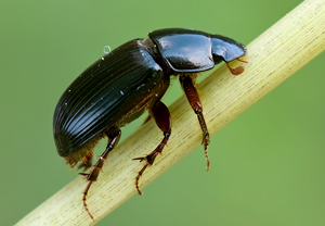 Rotfüßiger Dungkäfer (Aphodius rufipes) &ndash; Foto 1