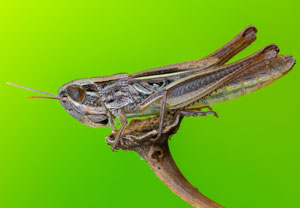 Gewöhnlicher Dickkopf-Grashüpfer (Euchorthippus declivus), 16.08.2025, Baska
