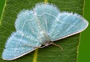 Phaiogramma etruscaria, 15.08.2025, Baska