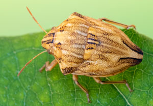 Odontotarsus robustus, 10.08.2025, Baska