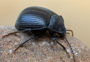 Accanthopus velikensis, 15.08.2025, Baska