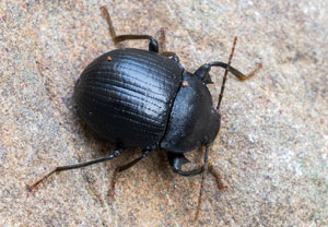 Accanthopus velikensis, 15.08.2025, Baska