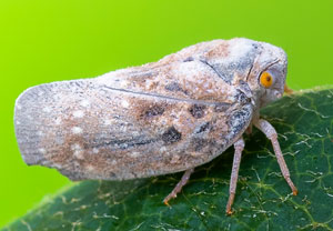 Metcalfa pruinosa