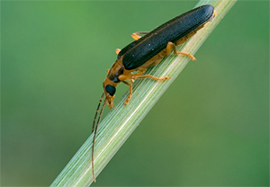 Krainer Scheinbockkäfer (Nacerdes carniolica) &ndash; Foto 2