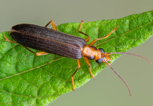 Krainer Scheinbockkäfer (Nacerdes carniolica), 03.08.2020