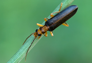 Krainer Scheinbockkäfer (Nacerdes carniolica) &ndash; Foto 1