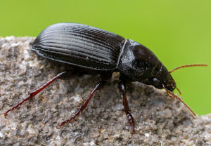 Getreidelaufkäfer (Zabrus tenebrioides), 24.07.2025, Wyry