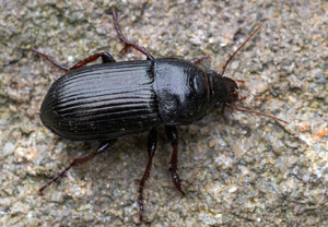 Getreidelaufkäfer (Zabrus tenebrioides), 24.07.2025, Wyry