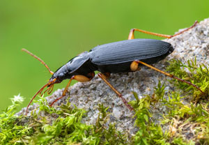 Fluchtläufer (Dolichus halensis), 24.07.2025, Wyry