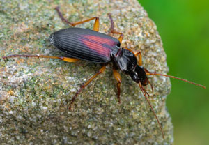 Fluchtläufer (Dolichus halensis), 22.07.2025, Wyry