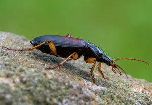 Fluchtläufer (Dolichus halensis), 22.07.2025, Wyry