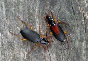 Fluchtläufer (Dolichus halensis), 22.07.2025, Wyry