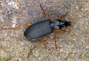 Fluchtläufer (Dolichus halensis), 22.07.2025, Wyry