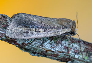 Gelbbraune Schilfeule (Archanara dissoluta), 06.07.2025, Hürth