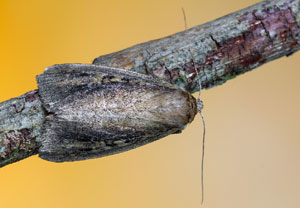 Gelbbraune Schilfeule (Archanara dissoluta), 06.07.2025, Hürth