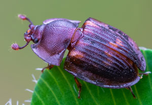 Ameisen-Glanzkäfer (Amphotis marginata), 17.07.2025, Wyry