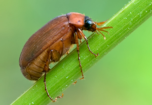 Rotbrauner Laubkäfer (Serica brunnea)