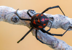 Europäische Schwarze Witwe (Latrodectus tredecimguttatus), 13.08.2025, Baska