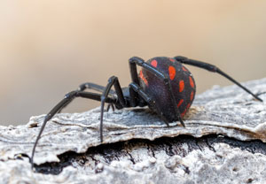 Europäische Schwarze Witwe (Latrodectus tredecimguttatus), 13.08.2025, Baska