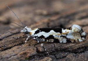 Osterhasenfalter (Ypsolopha sequella), 18.06.2025, Hürth