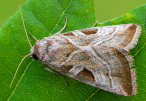 Rosagraue Beifußeule (Eucarta virgo), 17.07.2025, Wyry