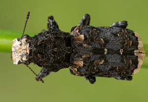 Großer Breitrüssler (Platyrhinus resinosus) – Foto 2