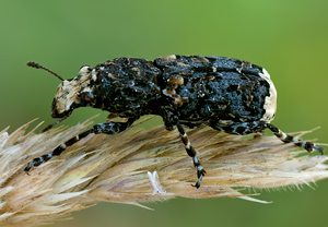 Großer Breitrüssler (Platyrhinus resinosus) – Foto 3