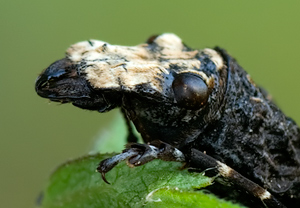 Großer Breitrüssler (Platyrhinus resinosus) – Foto 4