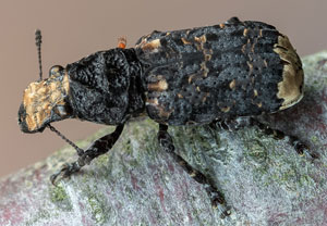 Großer Breitrüssler (Platyrhinus resinosus), 03.07.2021, Jülich