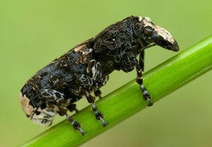 Großer Breitrüssler (Platyrhinus resinosus)