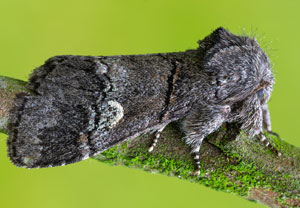 Weißbinden-Zahnspinner (Drymonia querna), 18.07.2025, Wyry