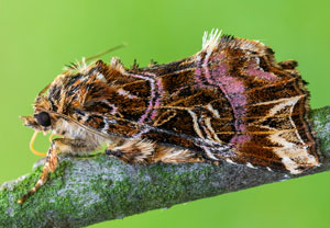Adlerfarneule (Callopistria juventina), 19.07.2025, Wyry