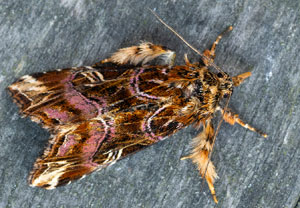 Adlerfarneule (Callopistria juventina), 19.07.2025, Wyry