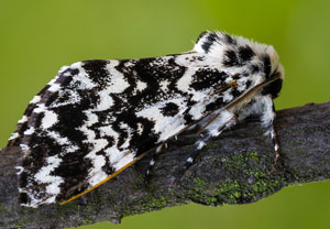 Klosterfrau (Panthea coenobita), 19.07.2025, Wyry