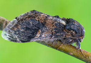 Espen-Zahnspinner (Notodonta tritophus), 20.07.2025, Wyry