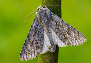 Ahorn-Rindeneule (Acronicta aceris), 23.07.2025, Wyry