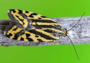 Ackerwinden-Bunteulchen (Acontia trabealis), 06.08.2025, Baska